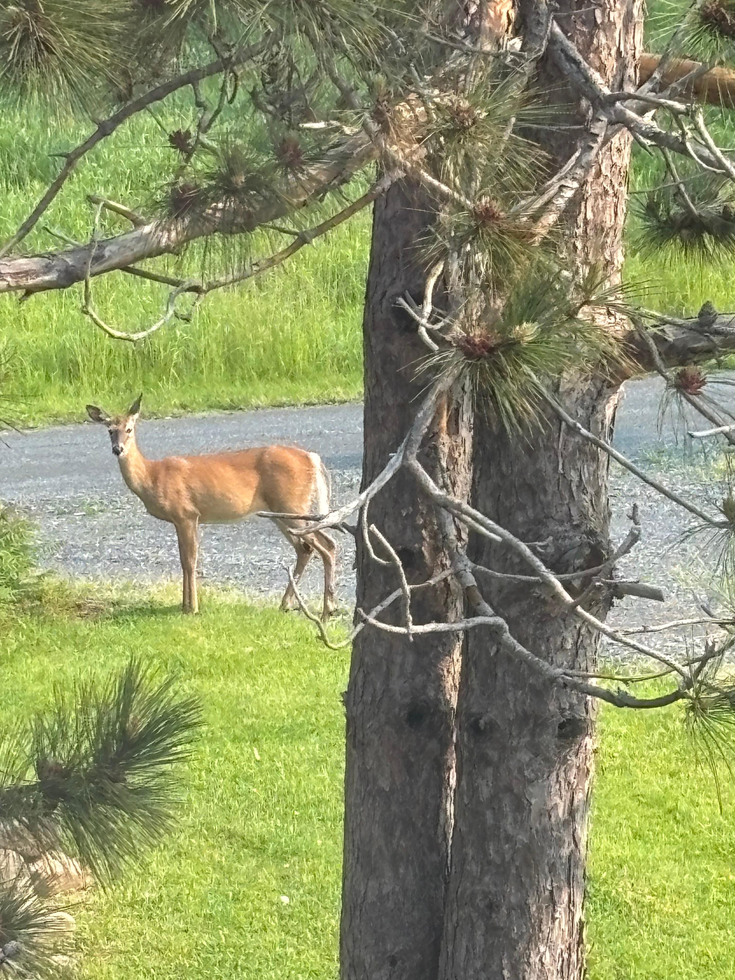 Many opportunities to see wild life. This was out of our window.