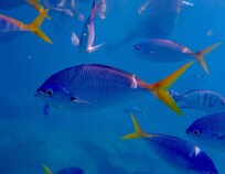 Snorkeling