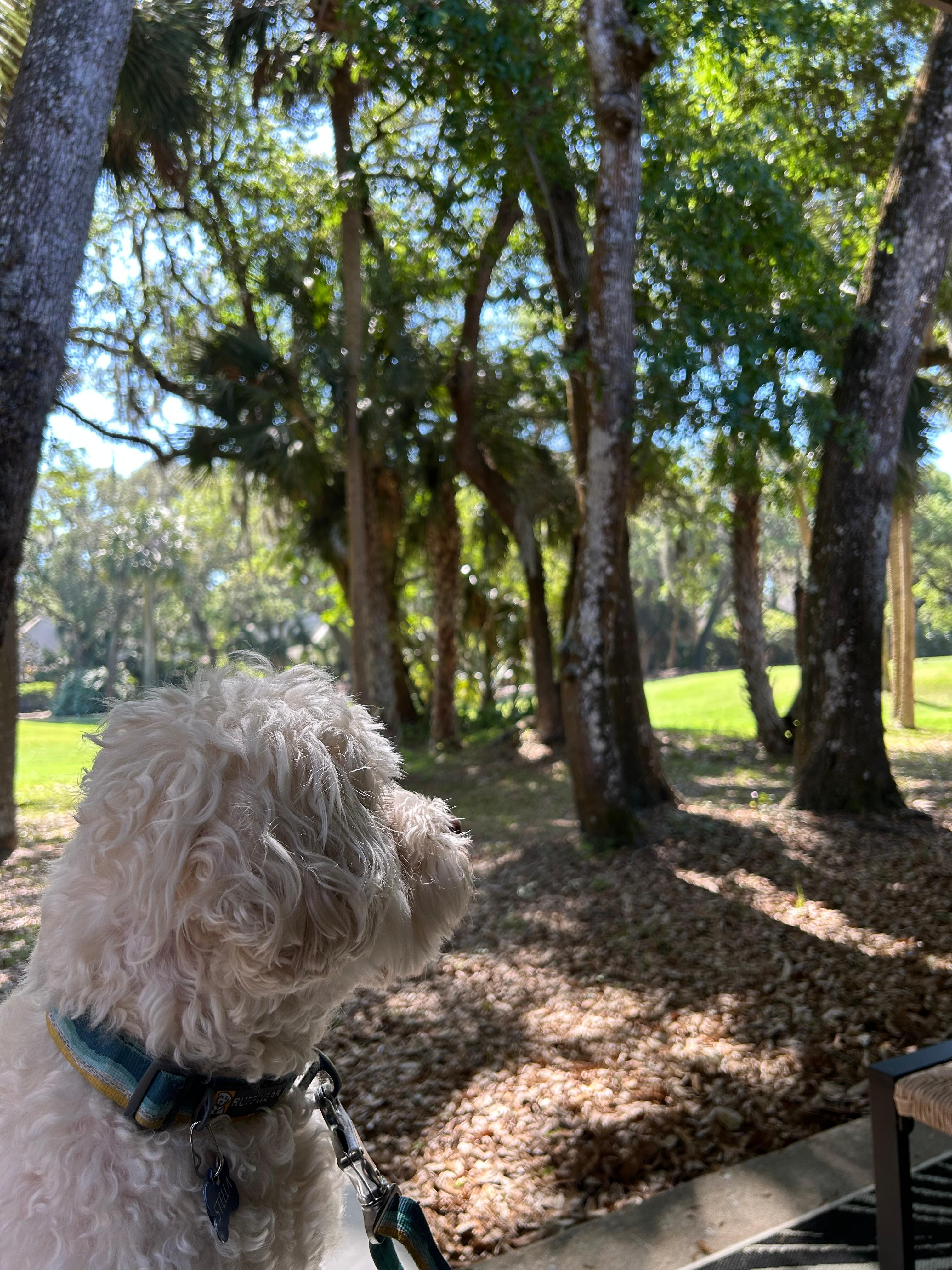 View from the patio. 