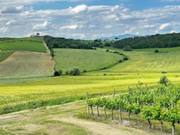 Rolling Tuscan hillside