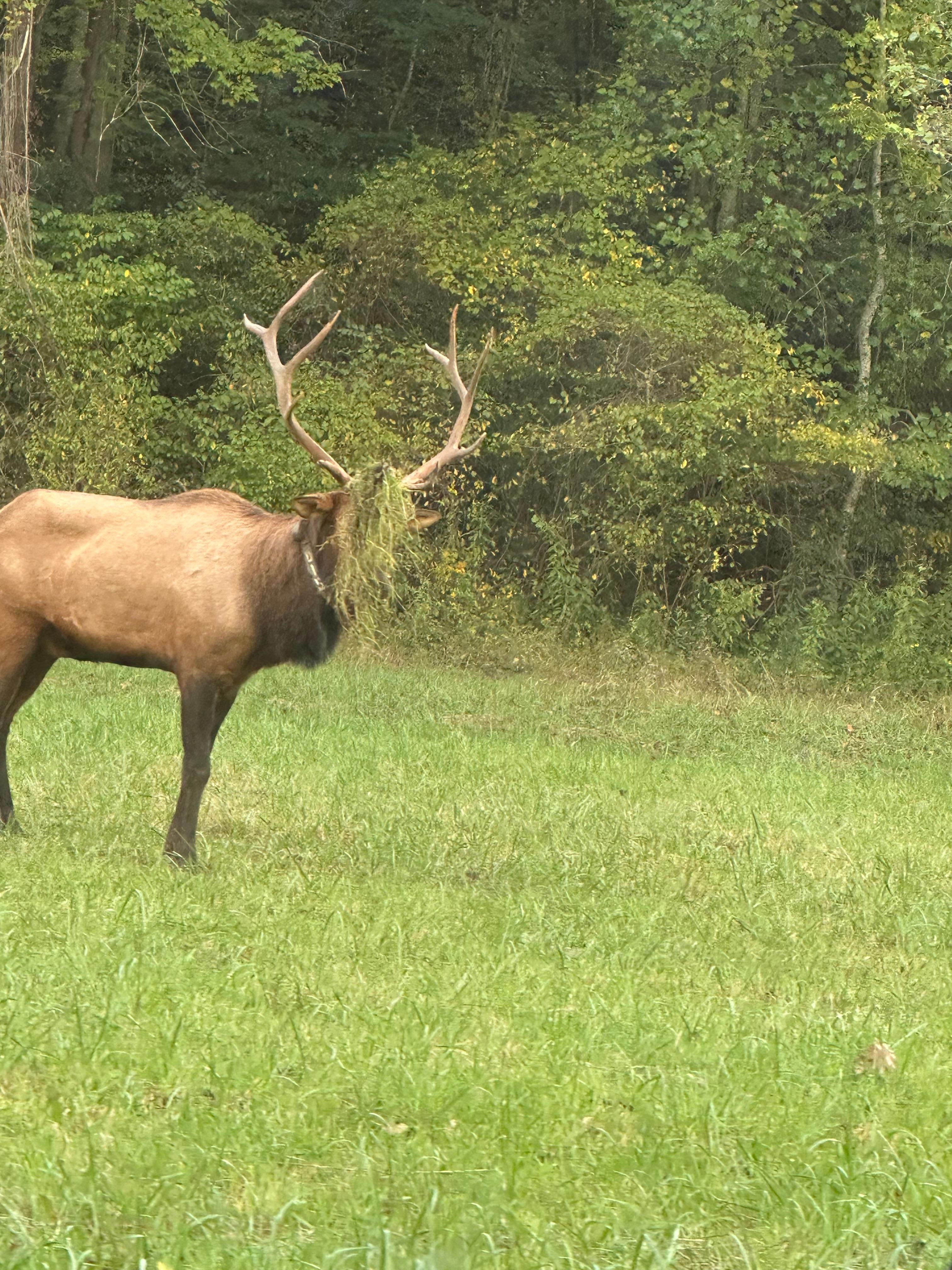 Elk on visit to Cherokee