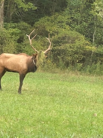 Elk on visit to Cherokee