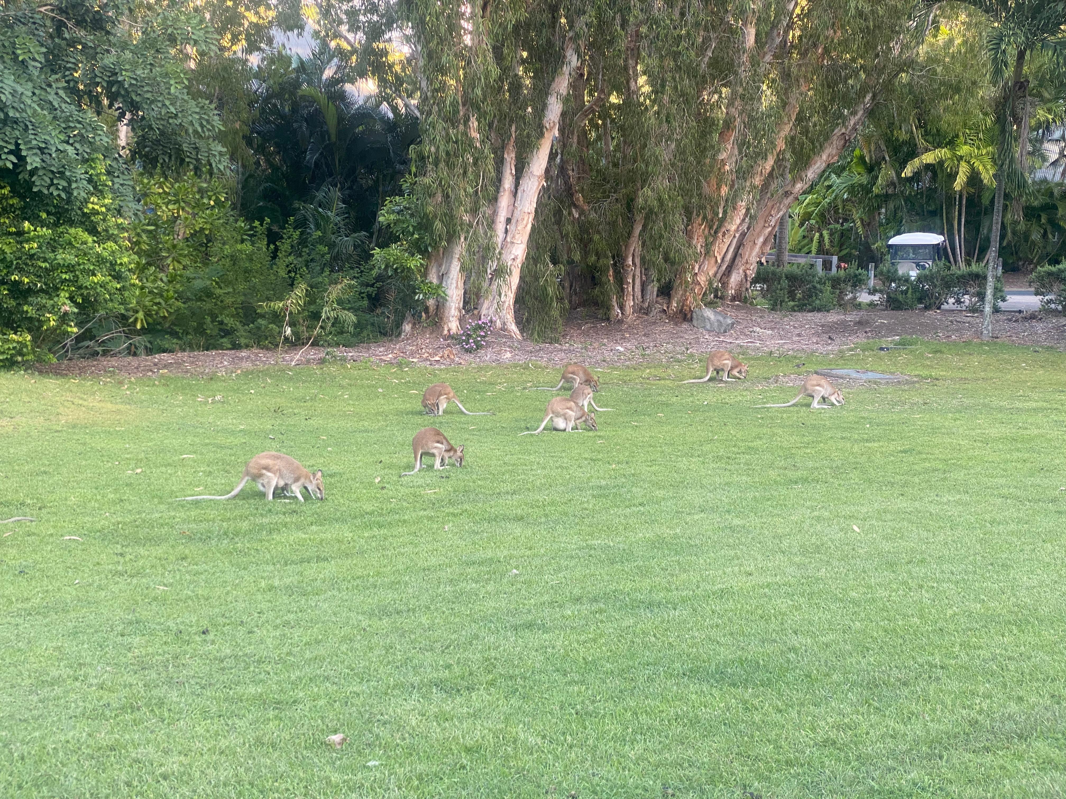 Wallabies outside out bungalow