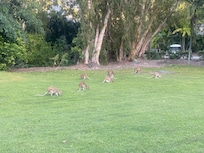 Wallabies outside out bungalow