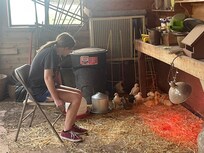 Baby chickens and ducks