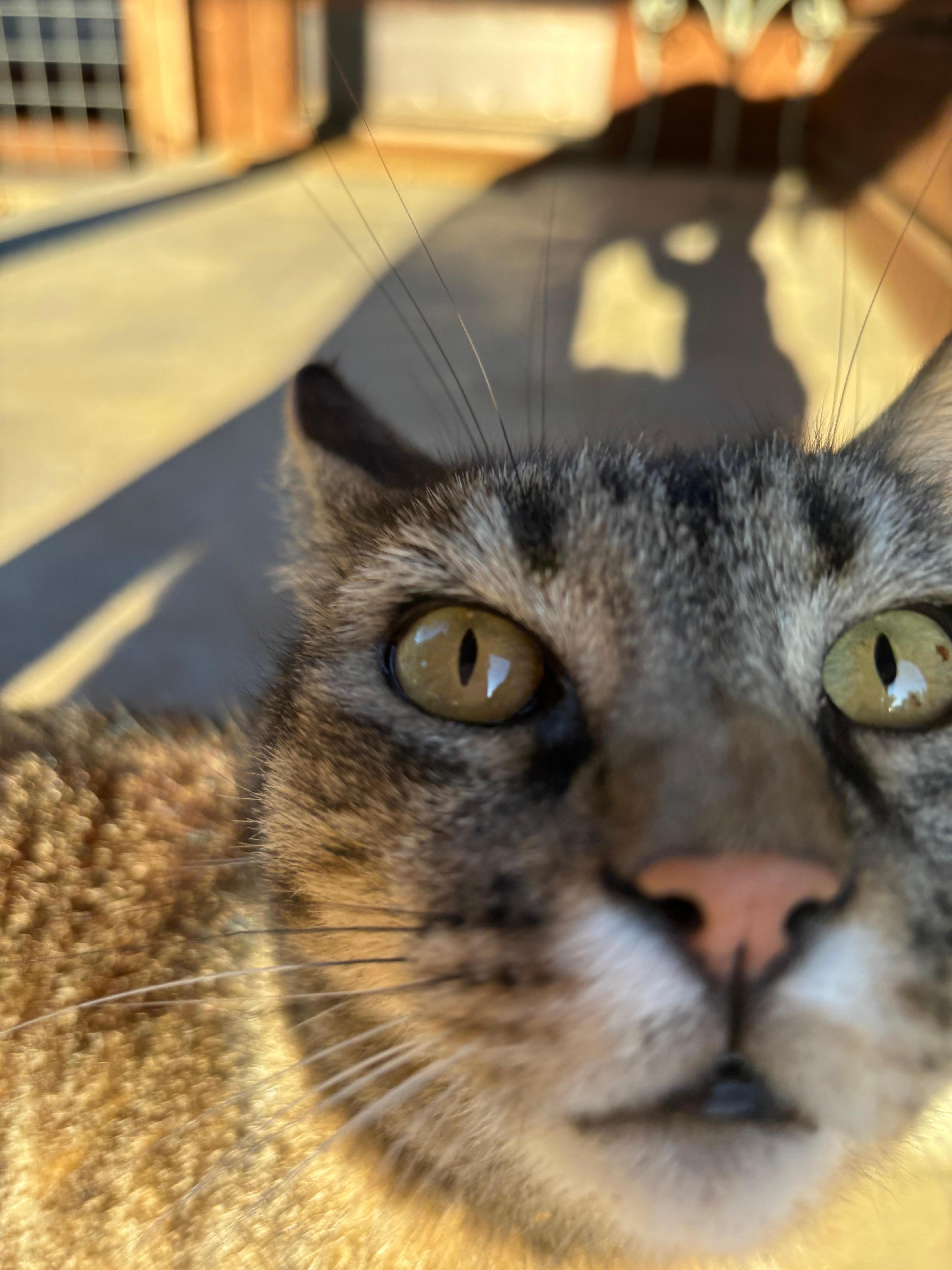 Cute cat