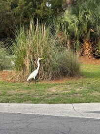 Love the wildlife you see on the island