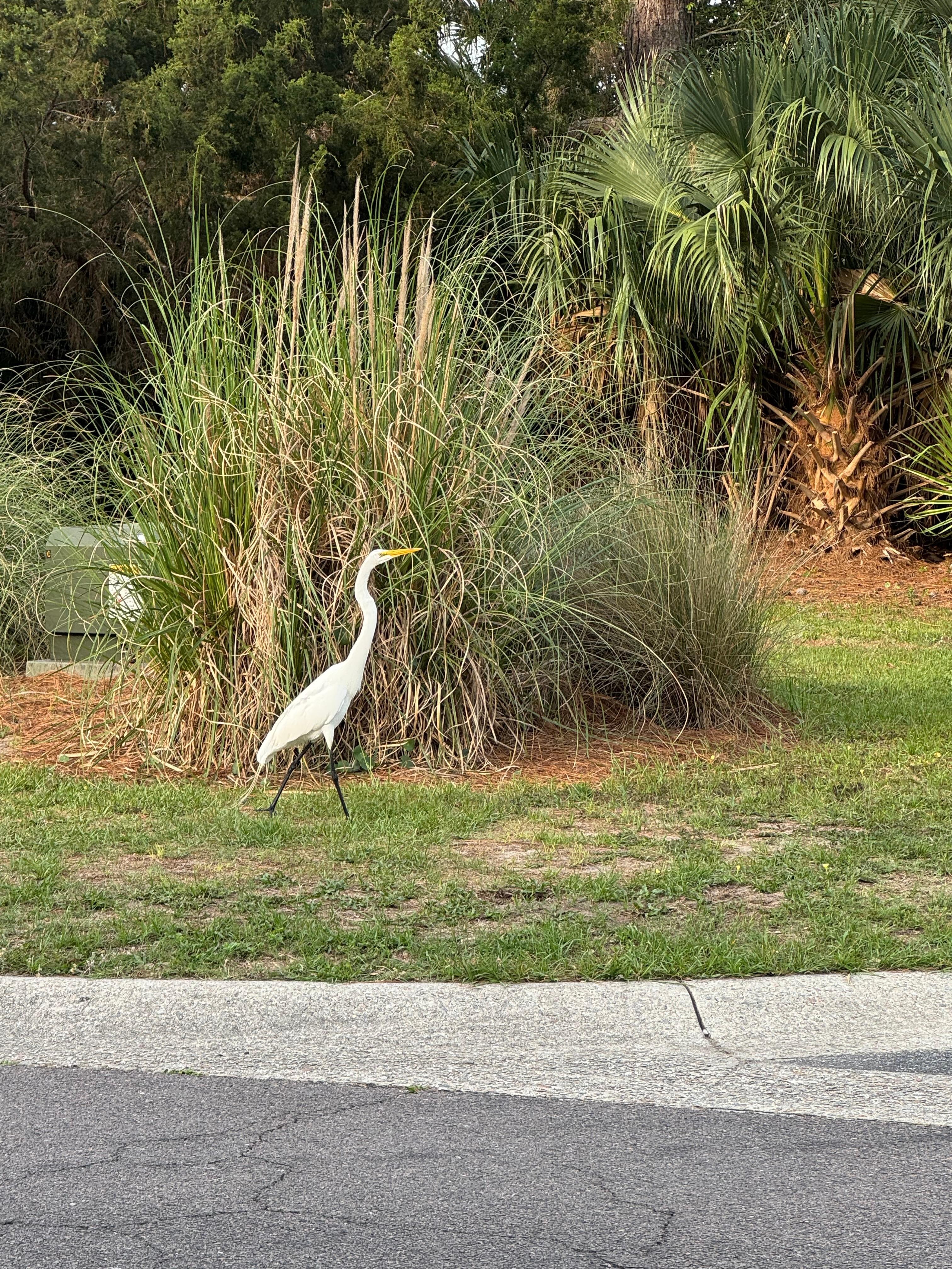 Love the wildlife you see on the island 