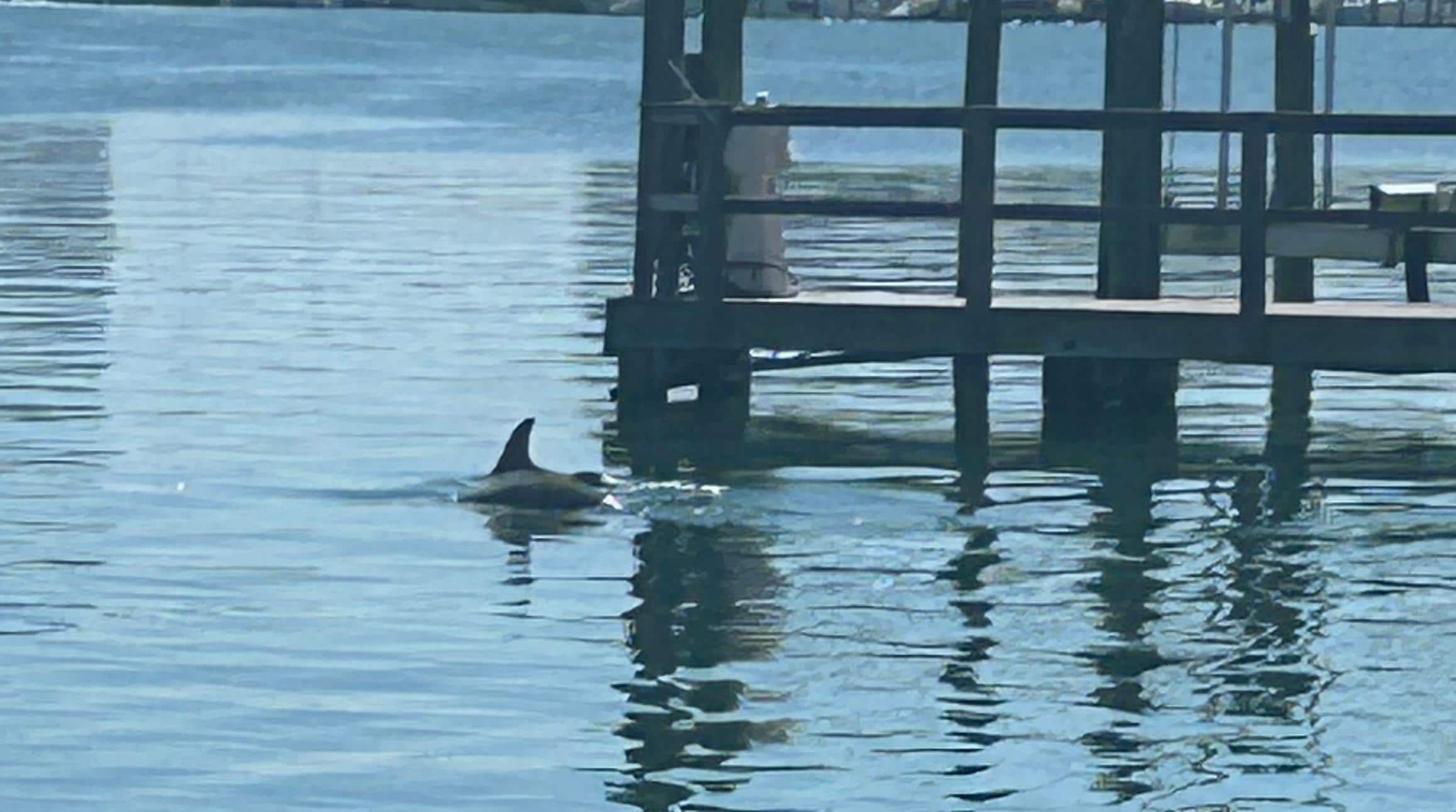 Dolphins in the bay 