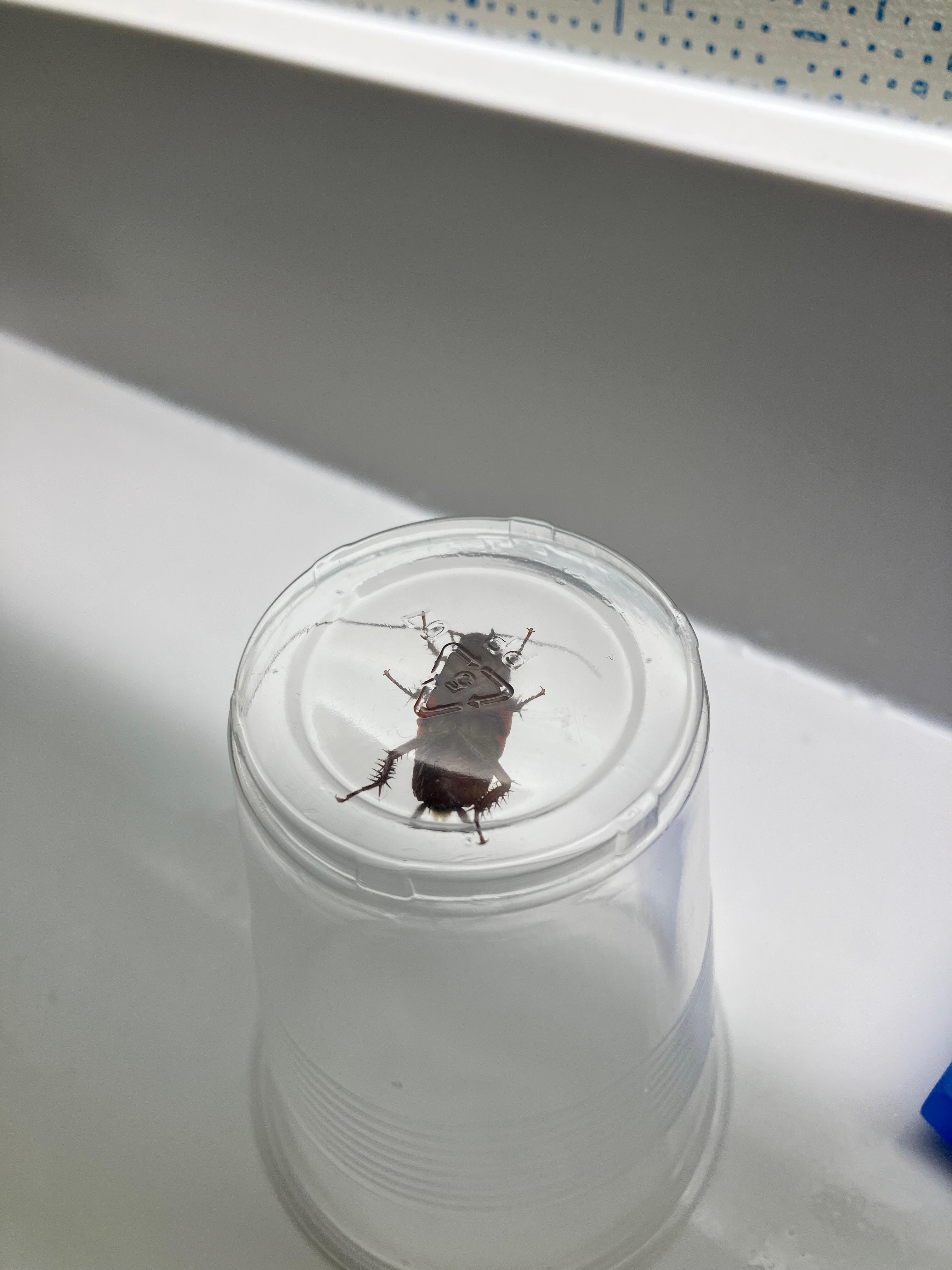 Unwelcome guest in the bathroom 