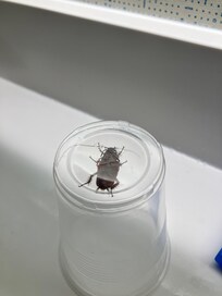 Unwelcome guest in the bathroom