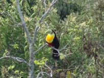 Tucano de Bico Verde