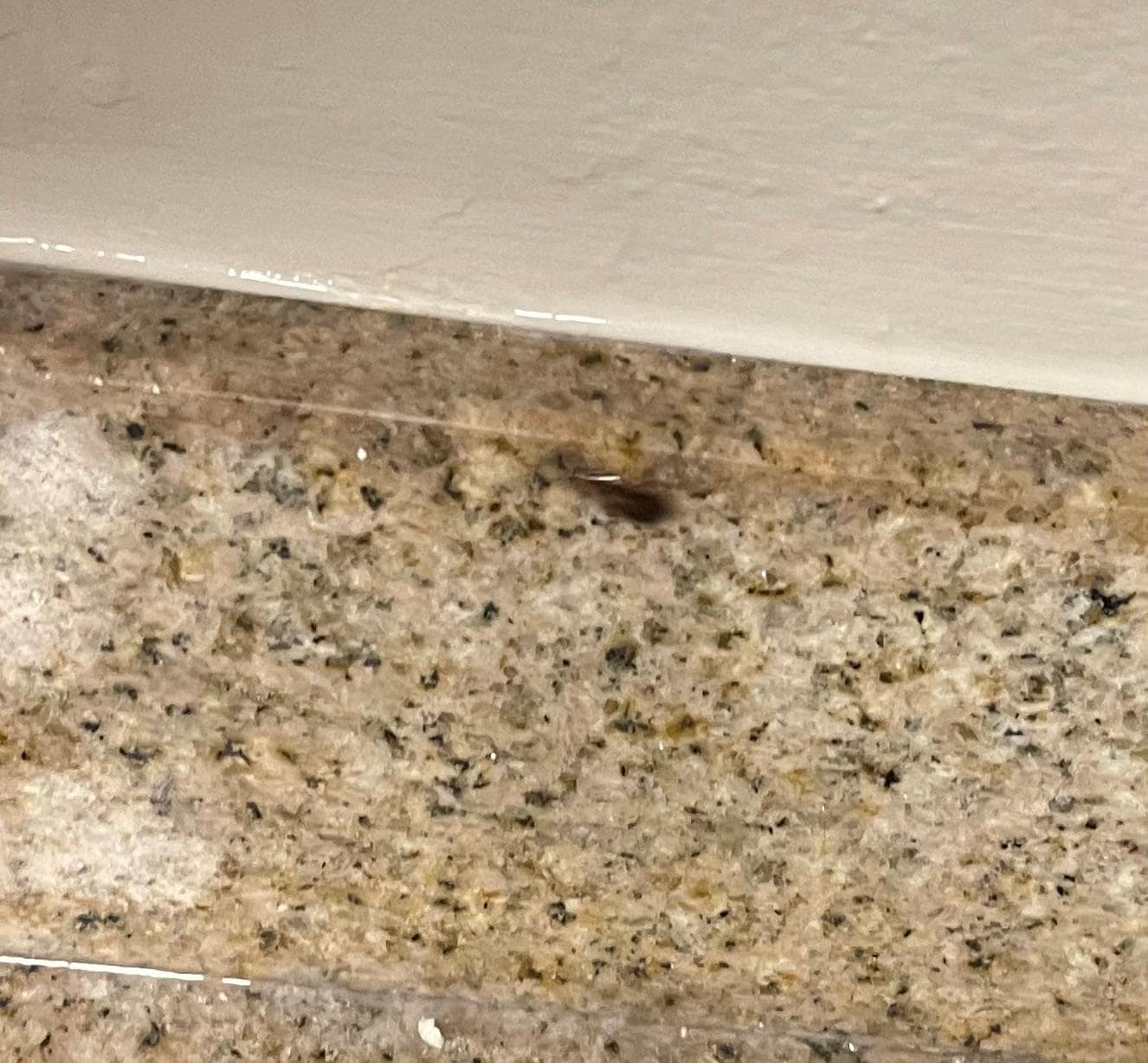 Roach in the kitchen