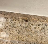 Roach in the kitchen
