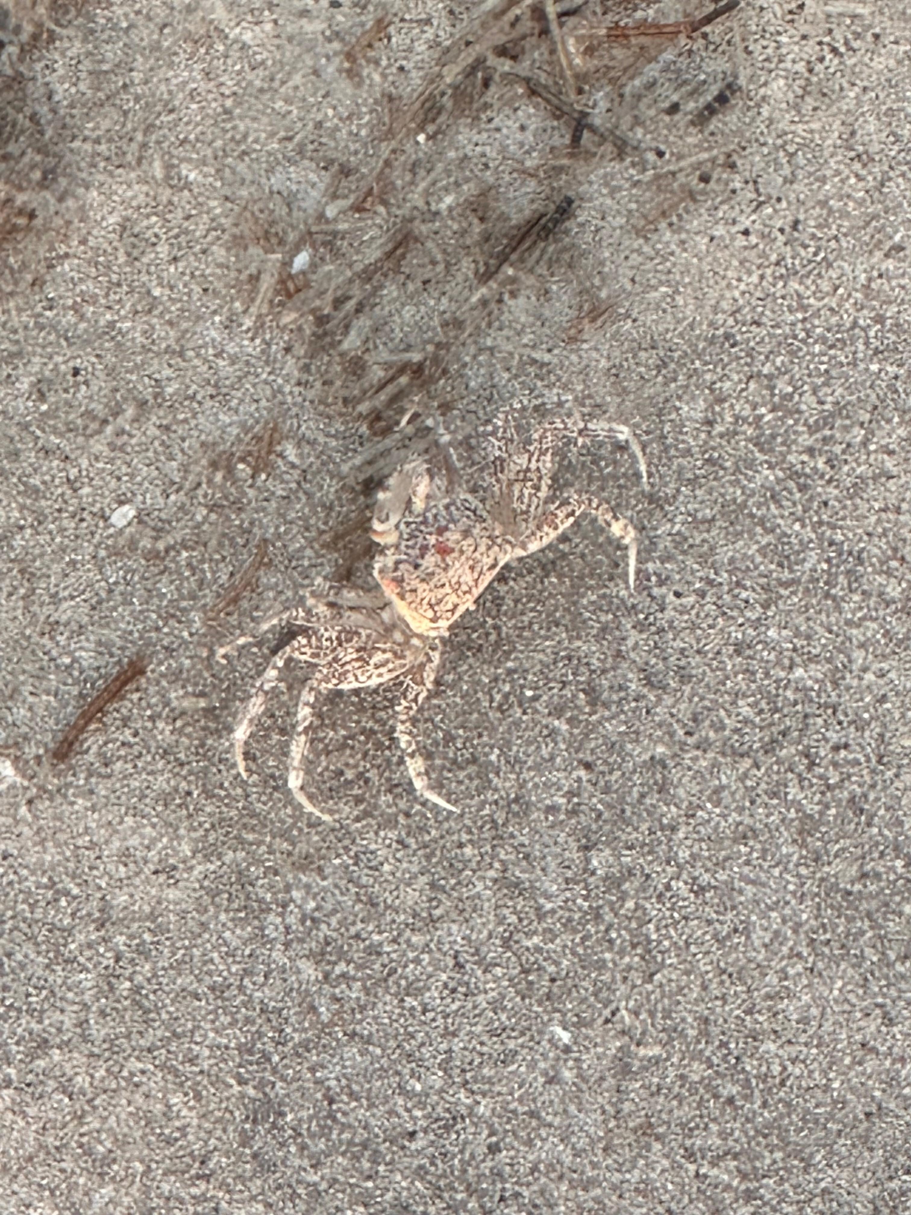 Lots of Crabs on the beach! 