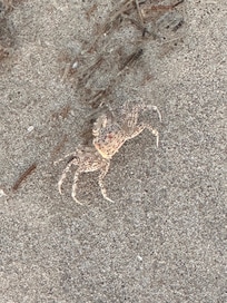 Lots of Crabs on the beach!