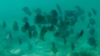 Tons of fish