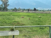 Deer in the yard