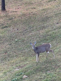 Deer from deck