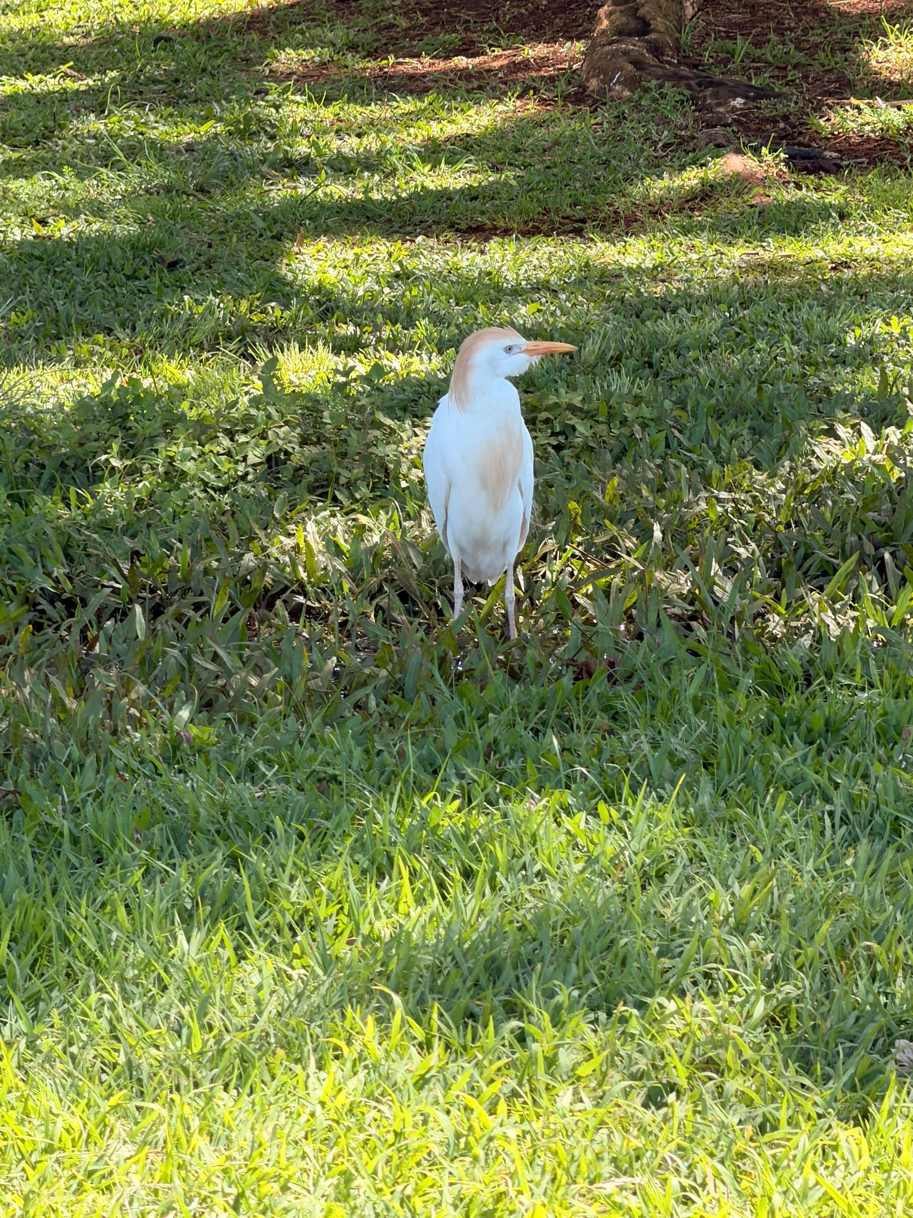 beautiful birds  at park