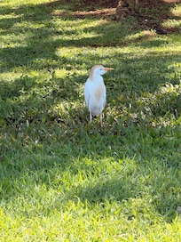 beautiful birds at park