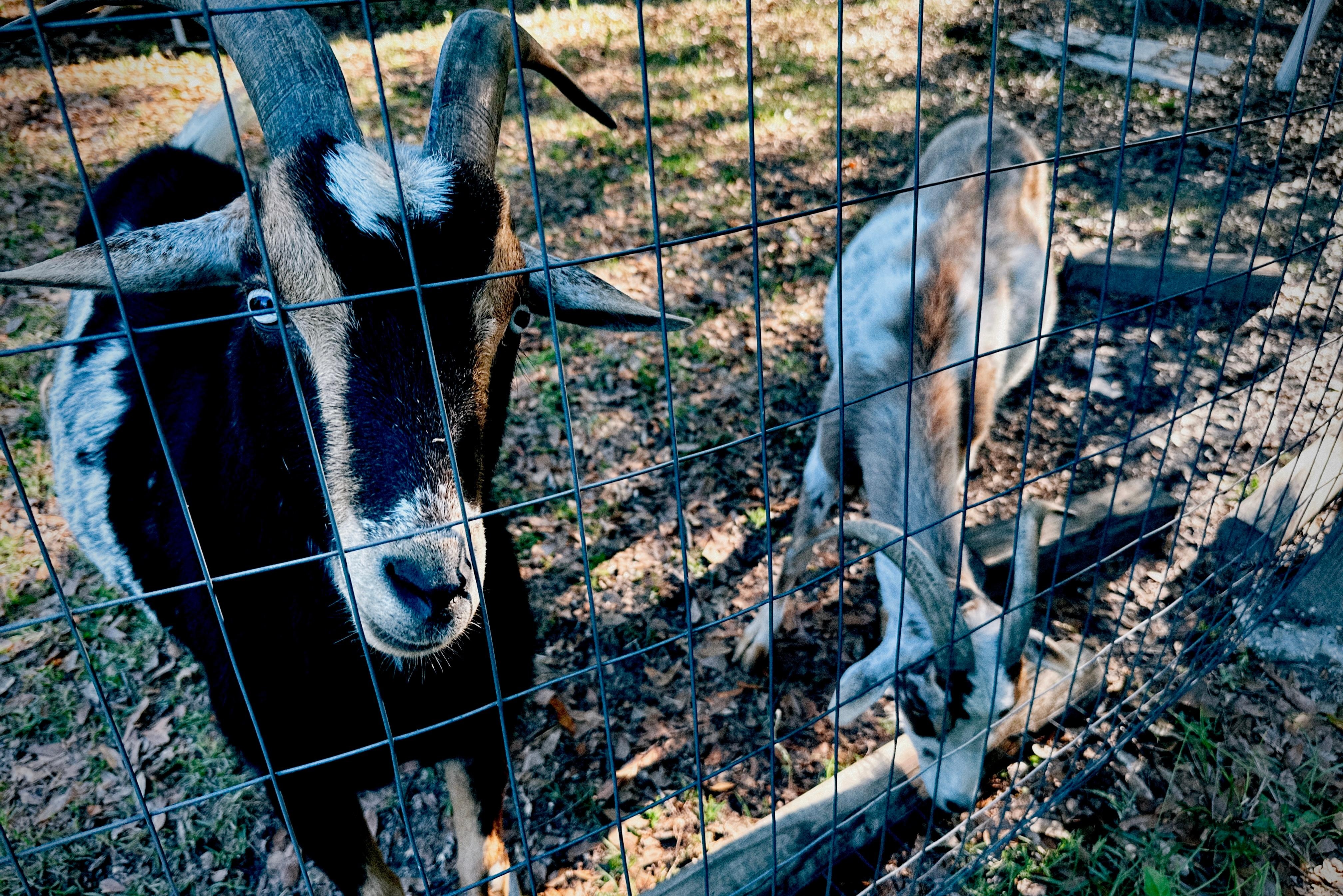 Bonus yard goats!