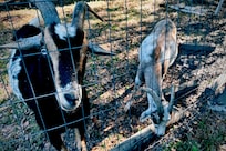 Bonus yard goats!