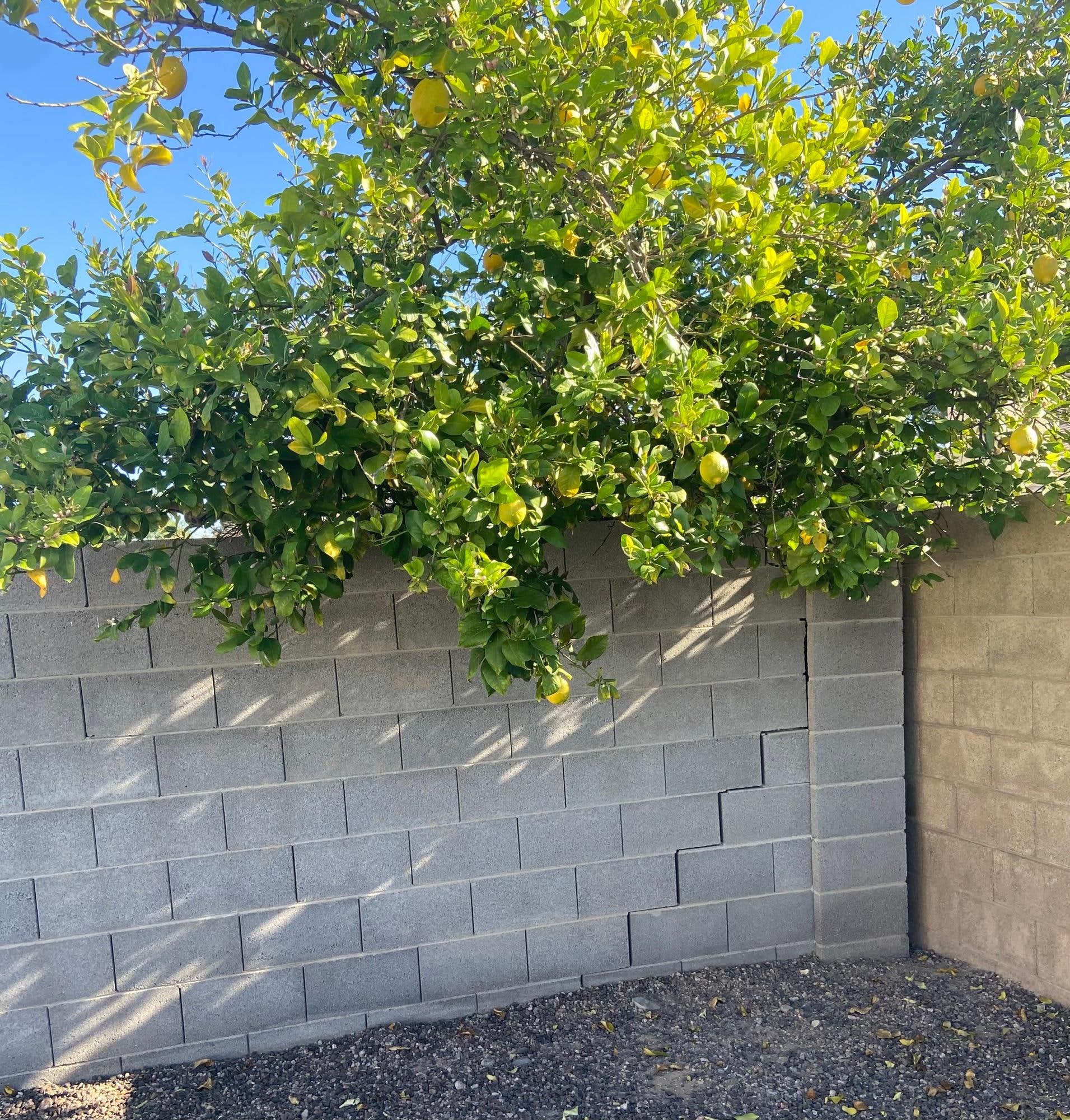 Large lemons on the tree hanging over onto the property. 