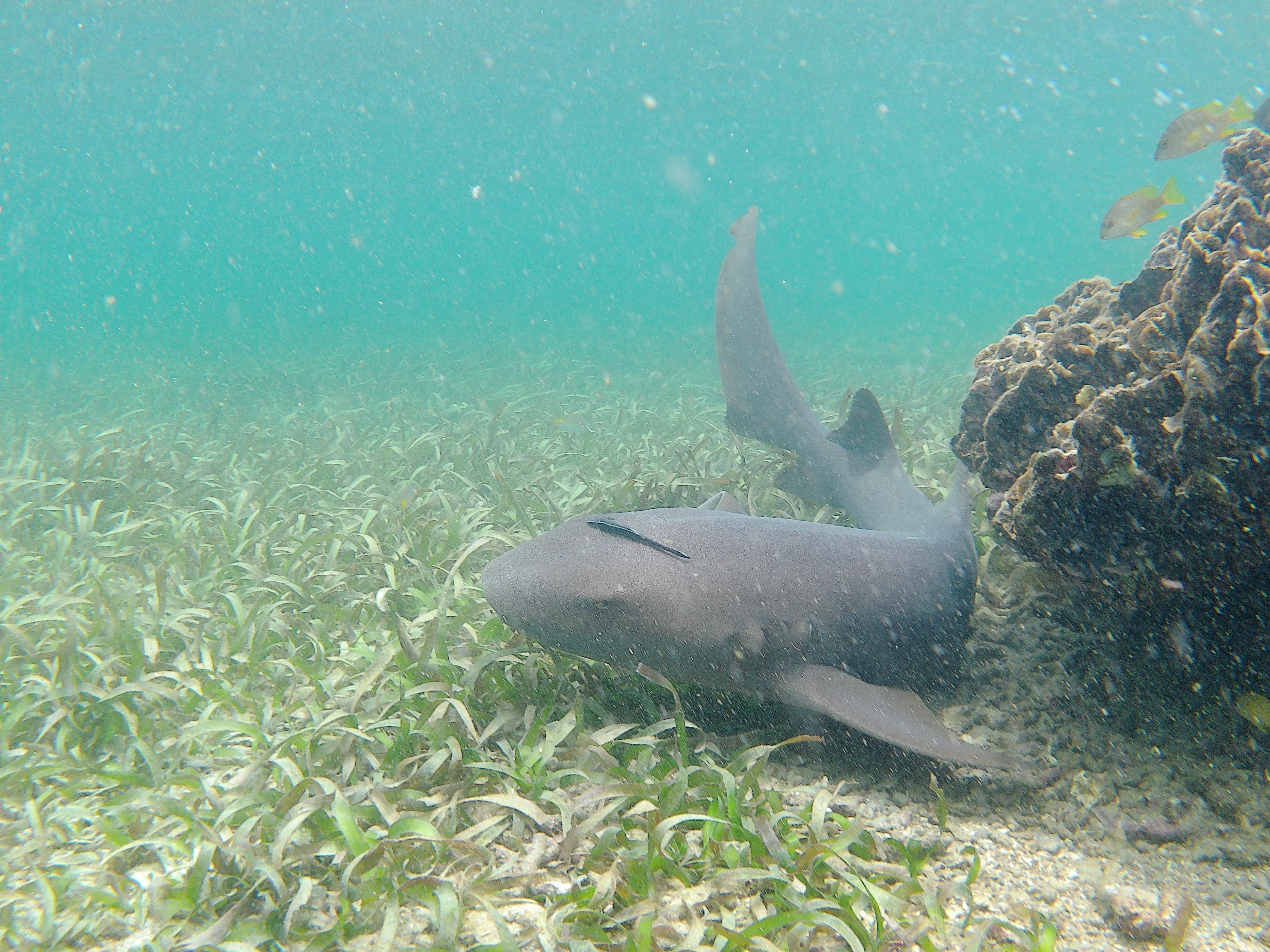 Snorkeling at Zapatillas Cay short boat ride away.