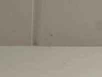 Spindelvæv og edderkop