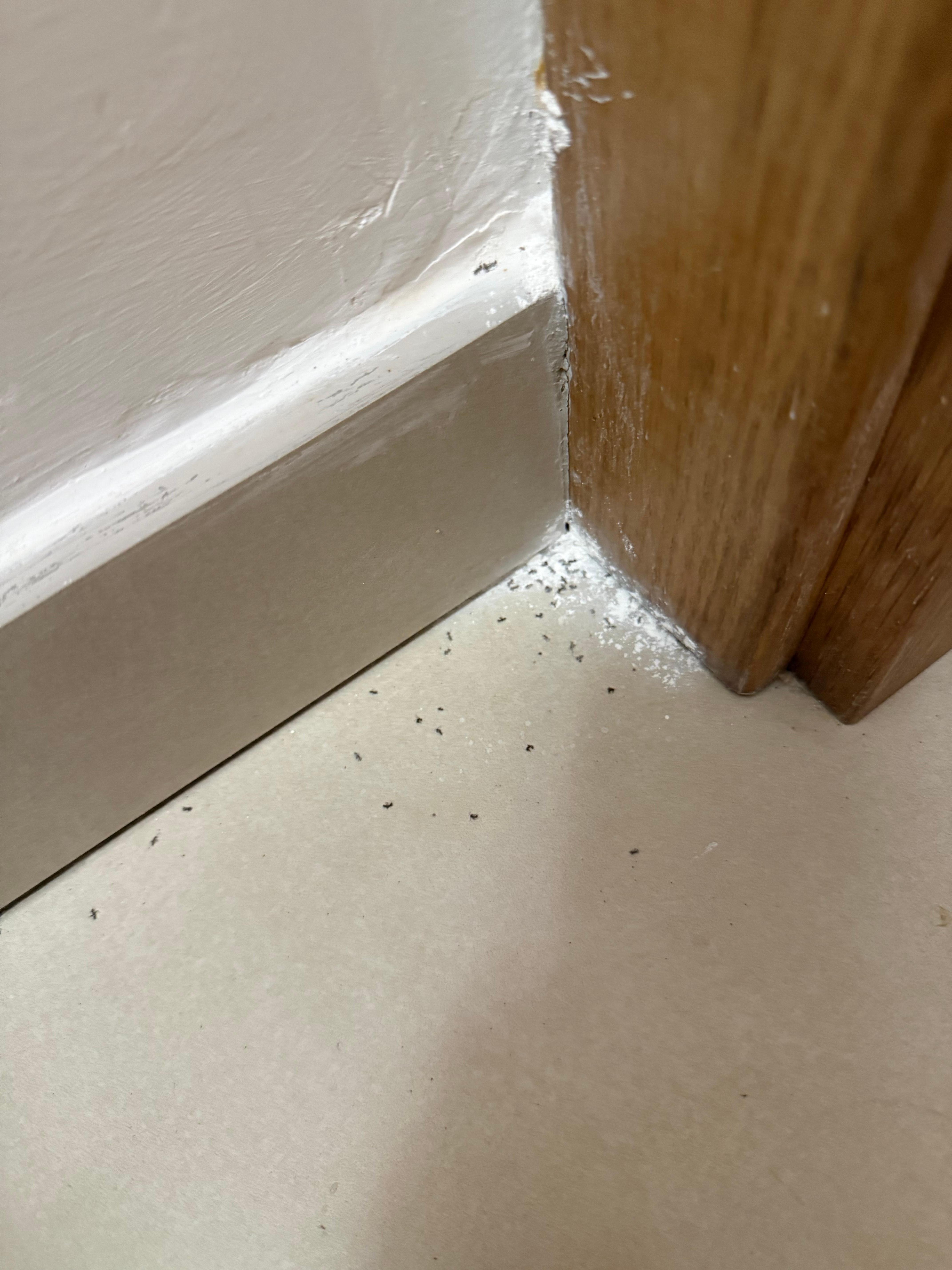 Dried Ant Spray in the Foyer