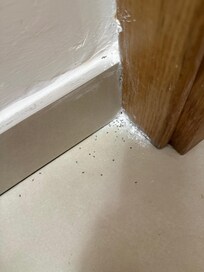 Dried Ant Spray in the Foyer