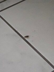 Cockroache by the sinks