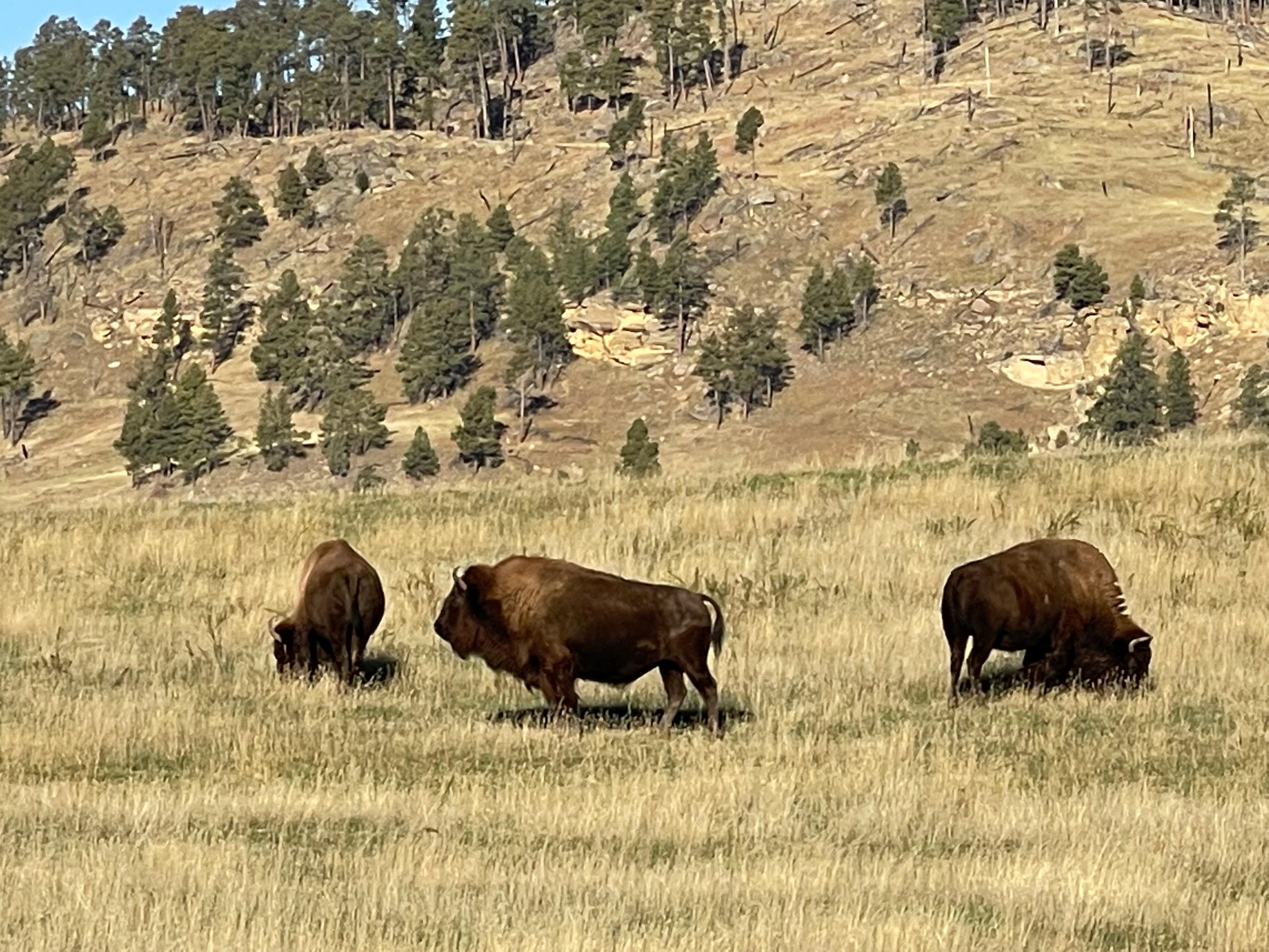 Sometimes the Bison hang nearby