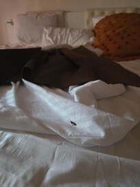 Earwig on my bed in the morning.