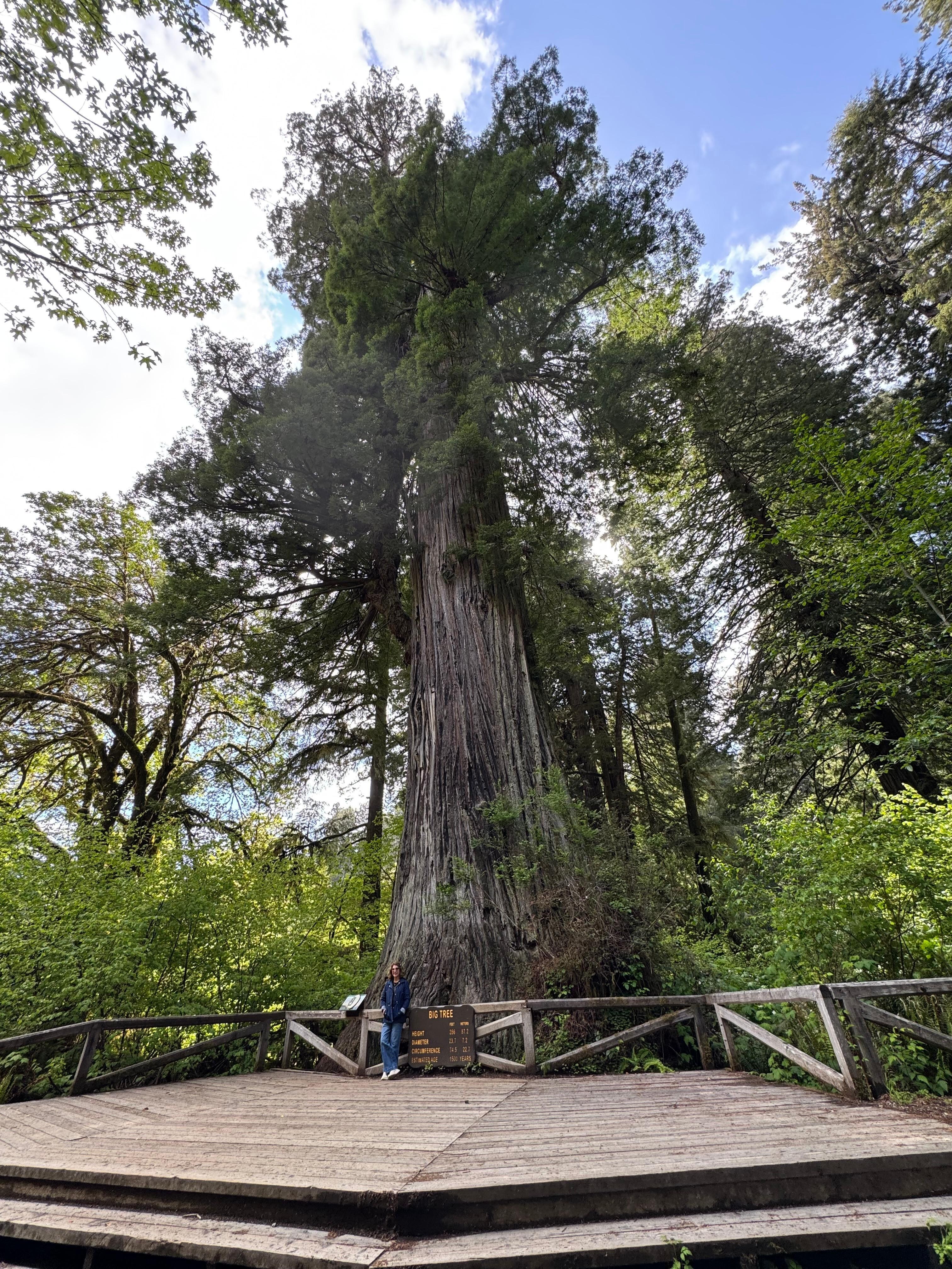 The Big Tree