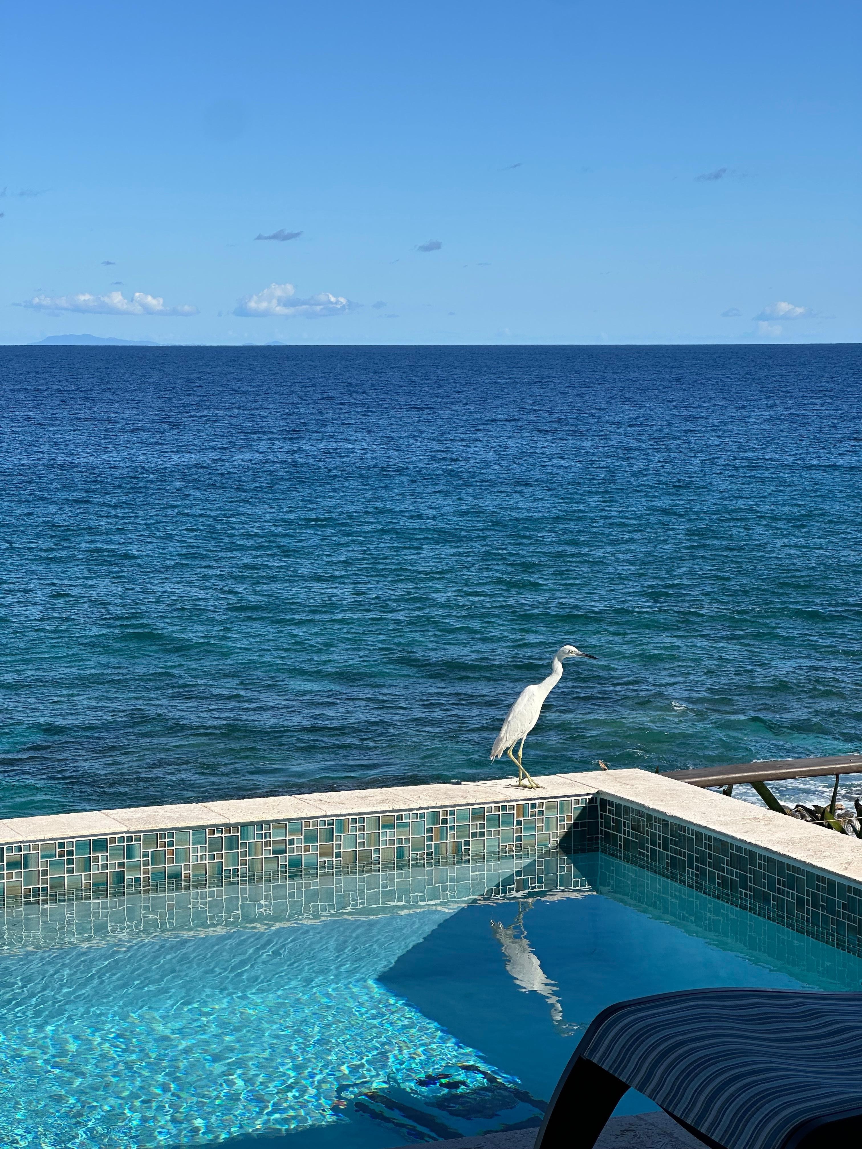 Our bird friend. Amazing clear weather, could see the islands across the ocean. Could also see the fireworks from the islands on New Years! 