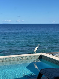 Our bird friend. Amazing clear weather, could see the islands across the ocean. Could also see the fireworks from the islands on New Years!