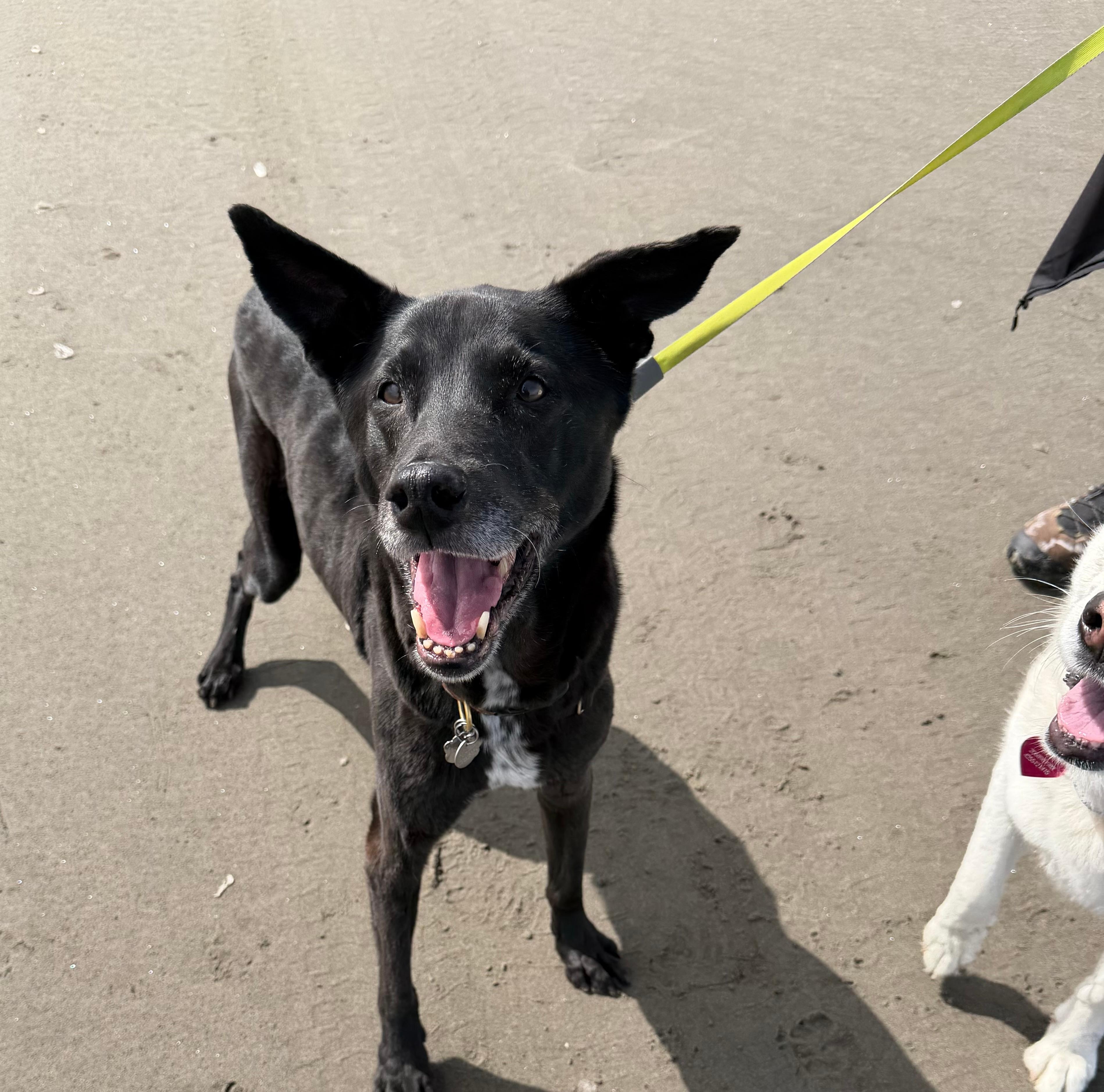 Our dogs were so happy! 