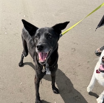 Our dogs were so happy!