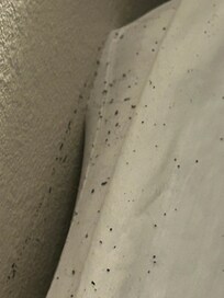 Bed bugs infested