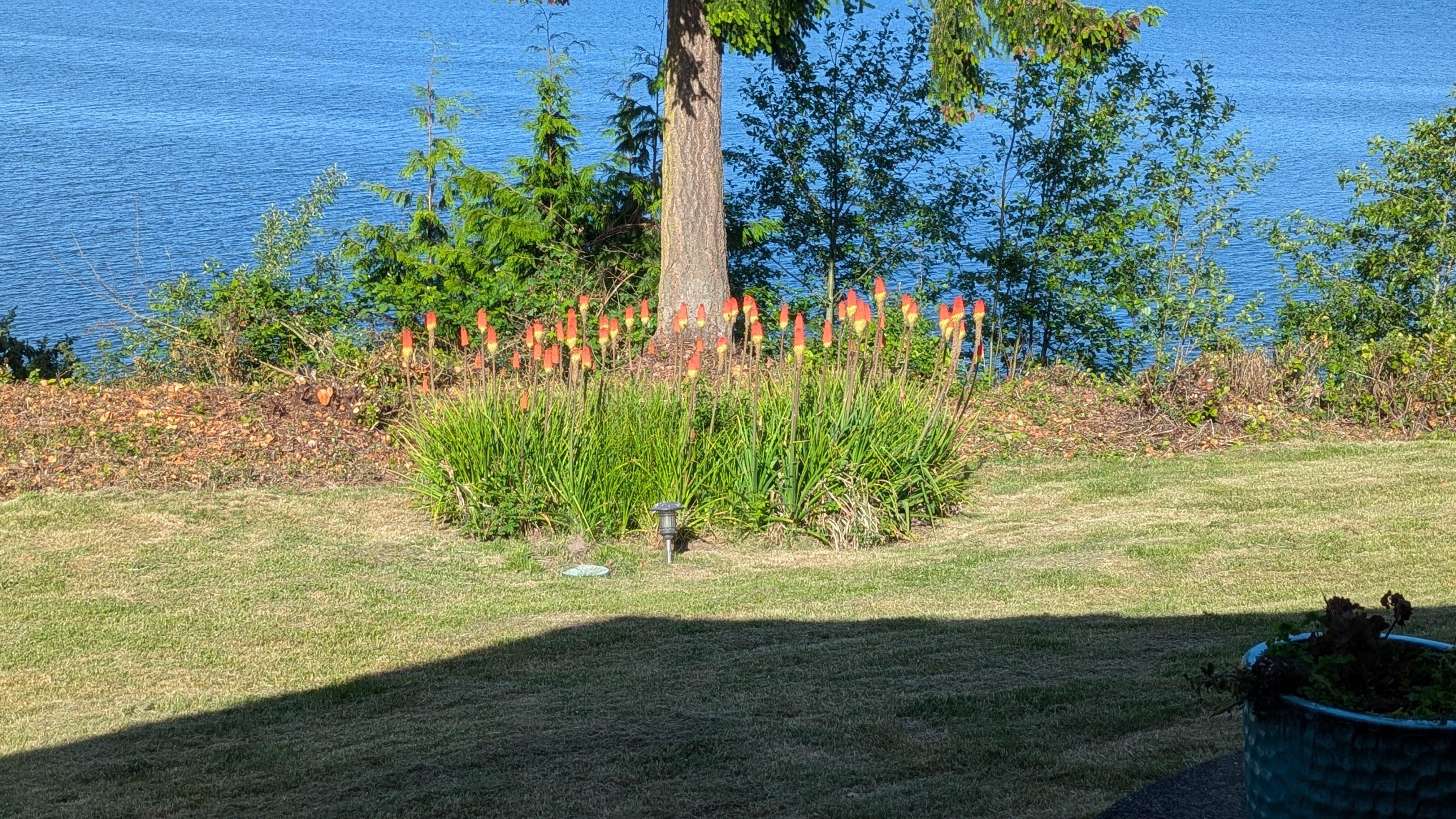 The torch lilies enjoyed the weather.