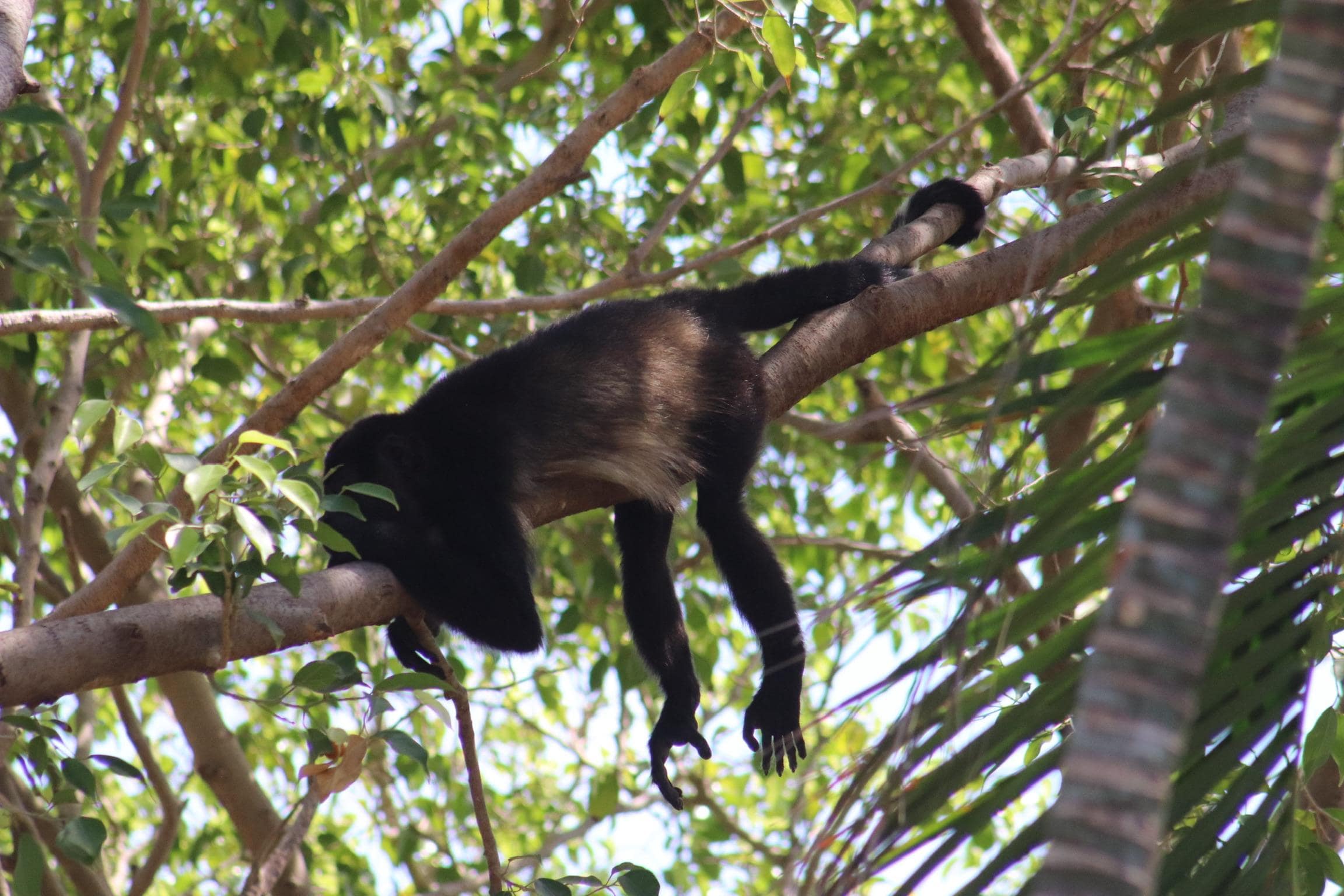 Monkey resting.
