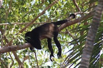 Monkey resting.