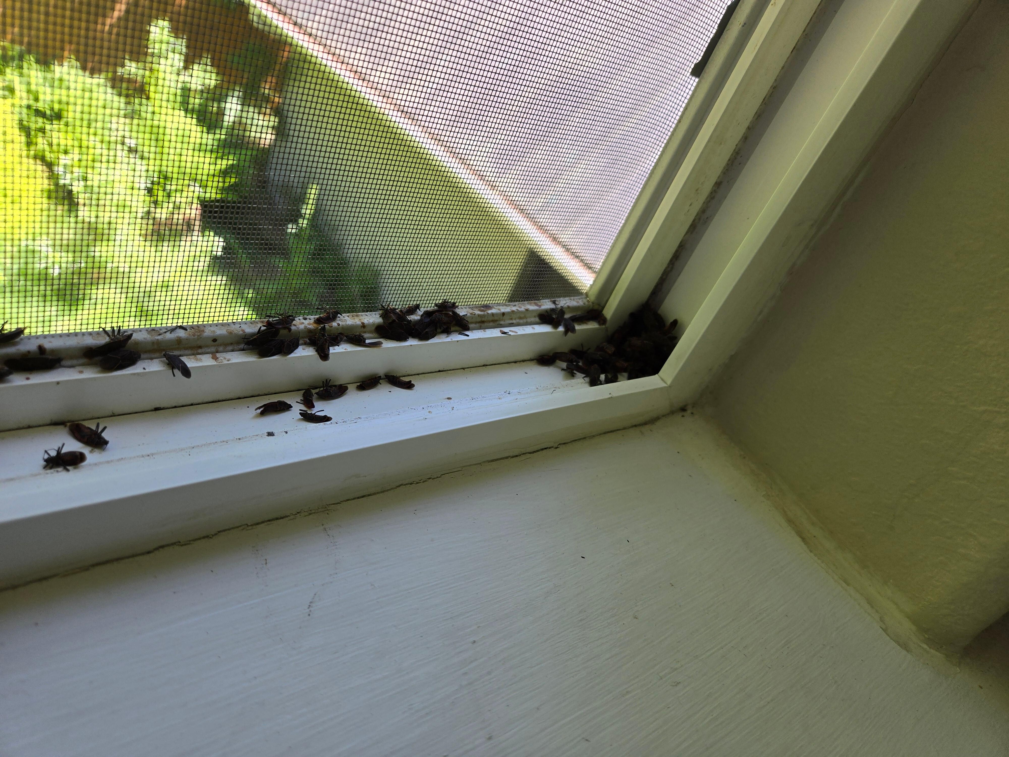 Bug Photo 2