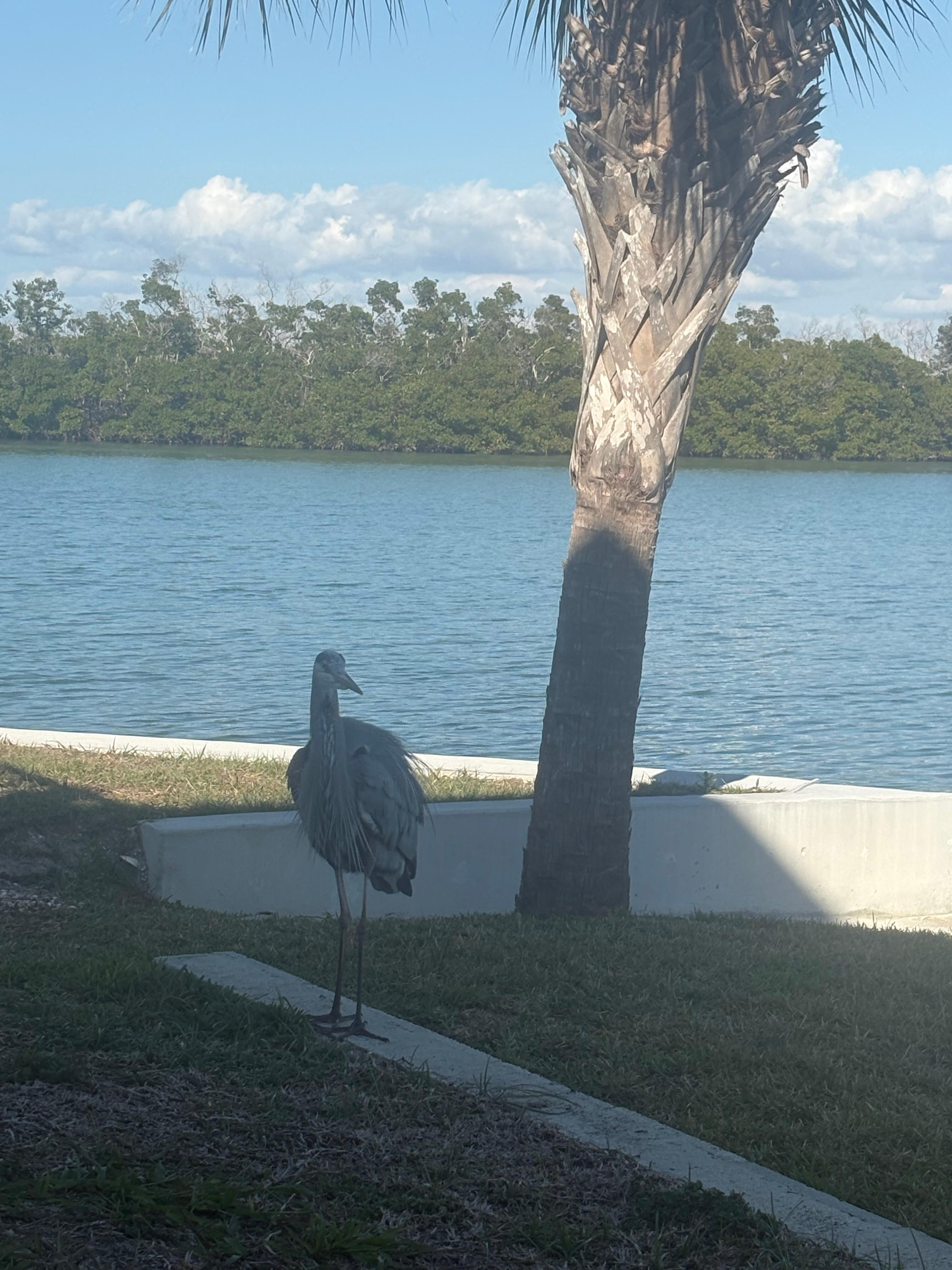 A feathered friend visitor