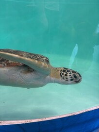The turtle hospital was so neat! Our whole family enjoyed it.
