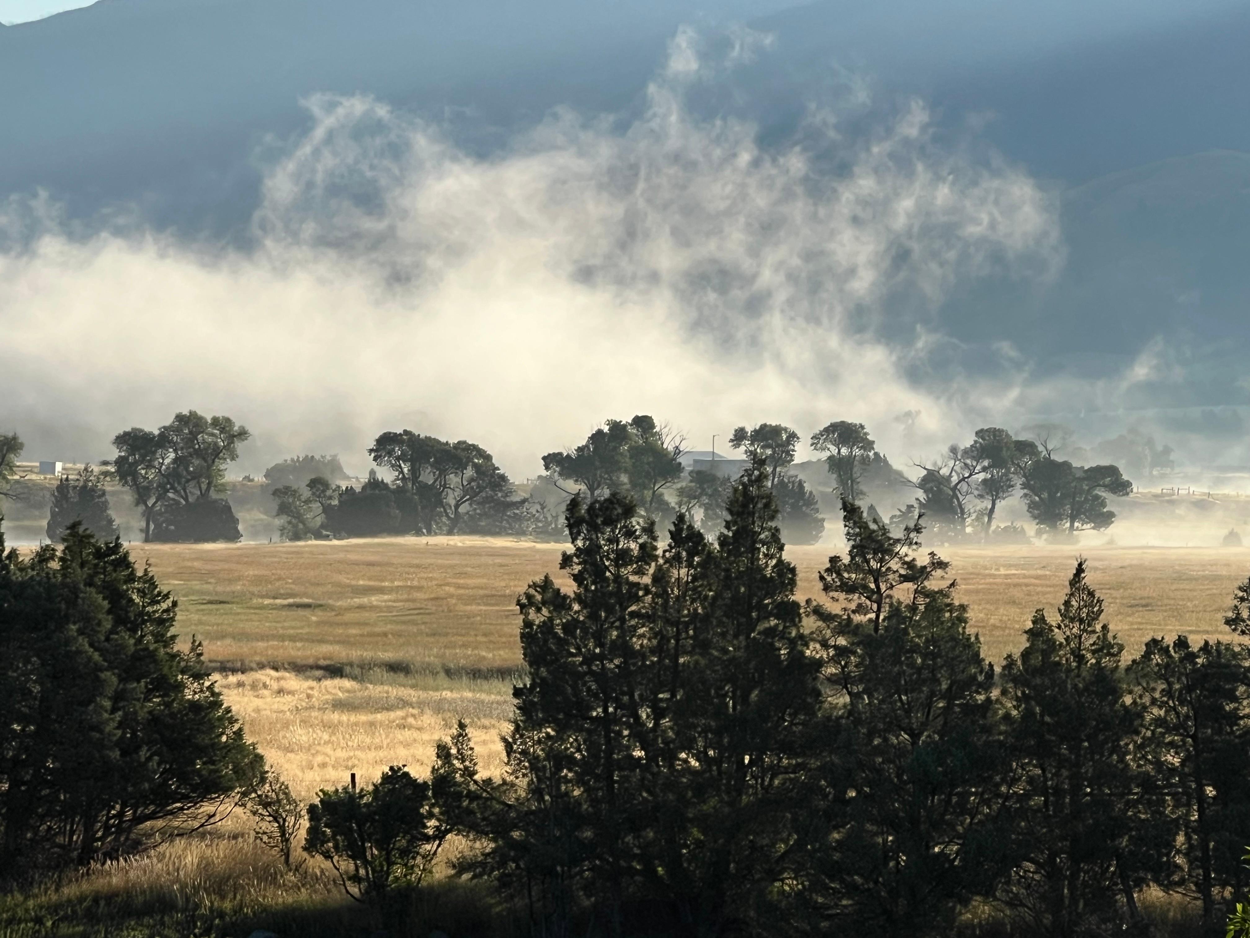 Fog across the meadow