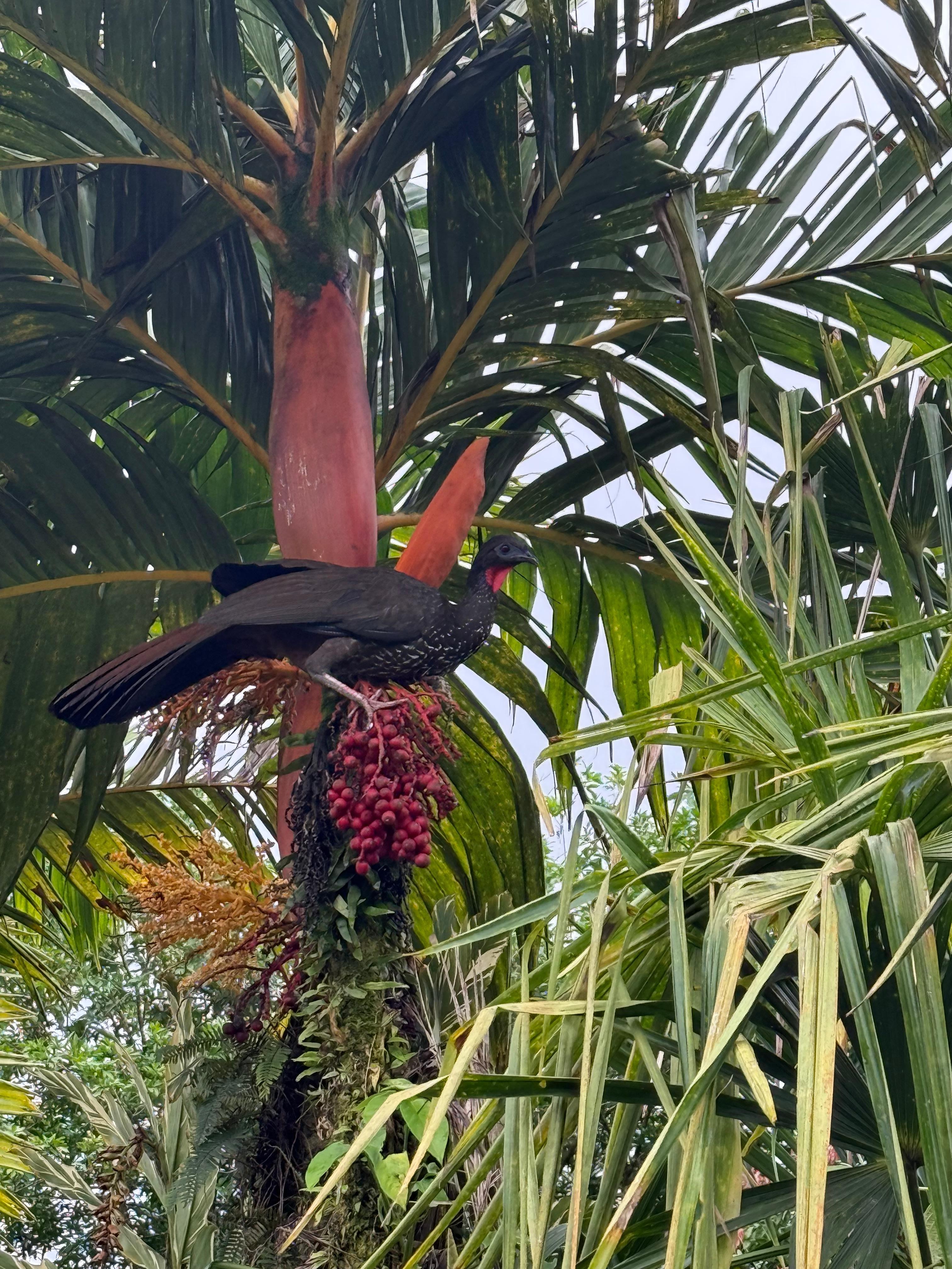 Pavo on the property