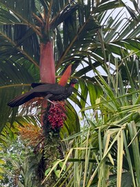 Pavo on the property